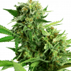 Foto Blackberry cake sensi seeds