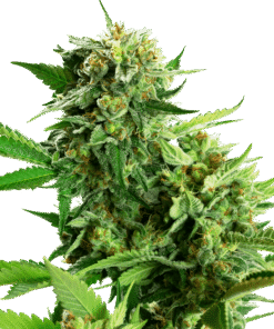 Foto Blackberry cake sensi seeds
