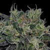 Foto Black widow positronics