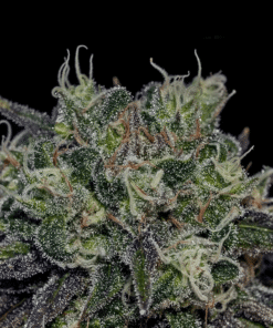 Foto Black widow positronics