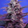 Bloody skunk auto