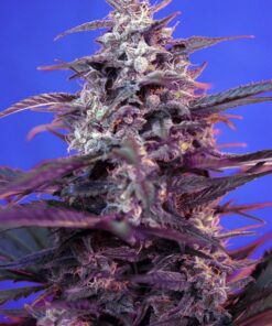 Bloody skunk auto