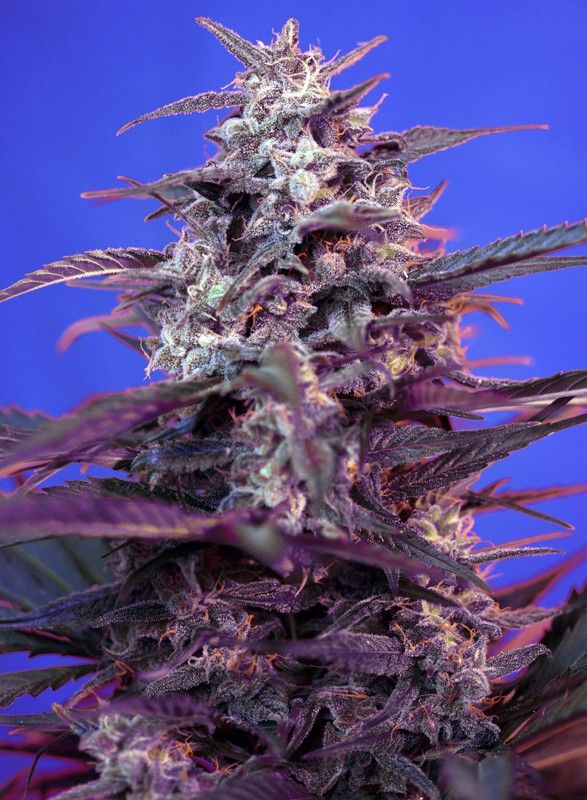 bloody-skunk-auto Bloody skunk auto