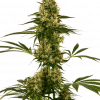 Foto Blue bullet auto sensi seeds