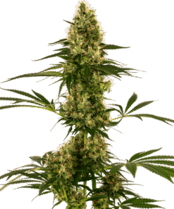 Foto Blue bullet auto sensi seeds