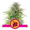 Foto Blue cheese 100% royal queen seeds
