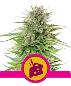 Foto Blue cheese 100% royal queen seeds