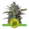 Foto Blue cheese automatic royal queen seeds