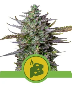 Foto Blue cheese automatic royal queen seeds