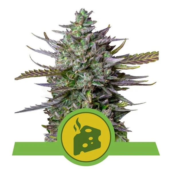 Blue cheese automatic royal queen seeds Foto Blue cheese automatic royal queen seeds