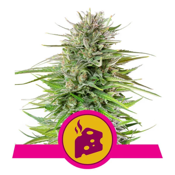 Blue cheese 100% royal queen seeds Foto Blue cheese 100% royal queen seeds