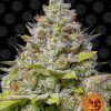 Foto Blue gelato 41 100% barney's farm seeds
