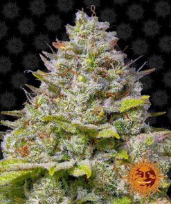Foto Blue gelato 41 100% barney's farm seeds