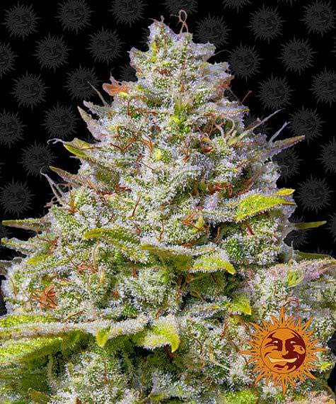 Blue gelato 41 100% barney's farm seeds Foto Blue gelato 41 100% barney's farm seeds