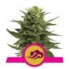 Foto Blue mystic 100% royal queen seeds