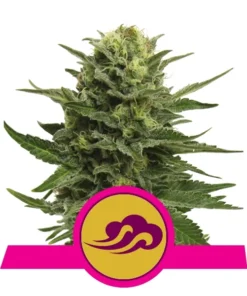 Foto Blue mystic 100% royal queen seeds