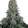 Foto Blue skunk 100% sensi seeds