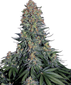 Foto Blue skunk 100% sensi seeds