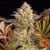 Foto Blue sunset sherbet 100% barney’s farm seeds