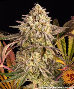 Foto Blue sunset sherbet 100% barney’s farm seeds