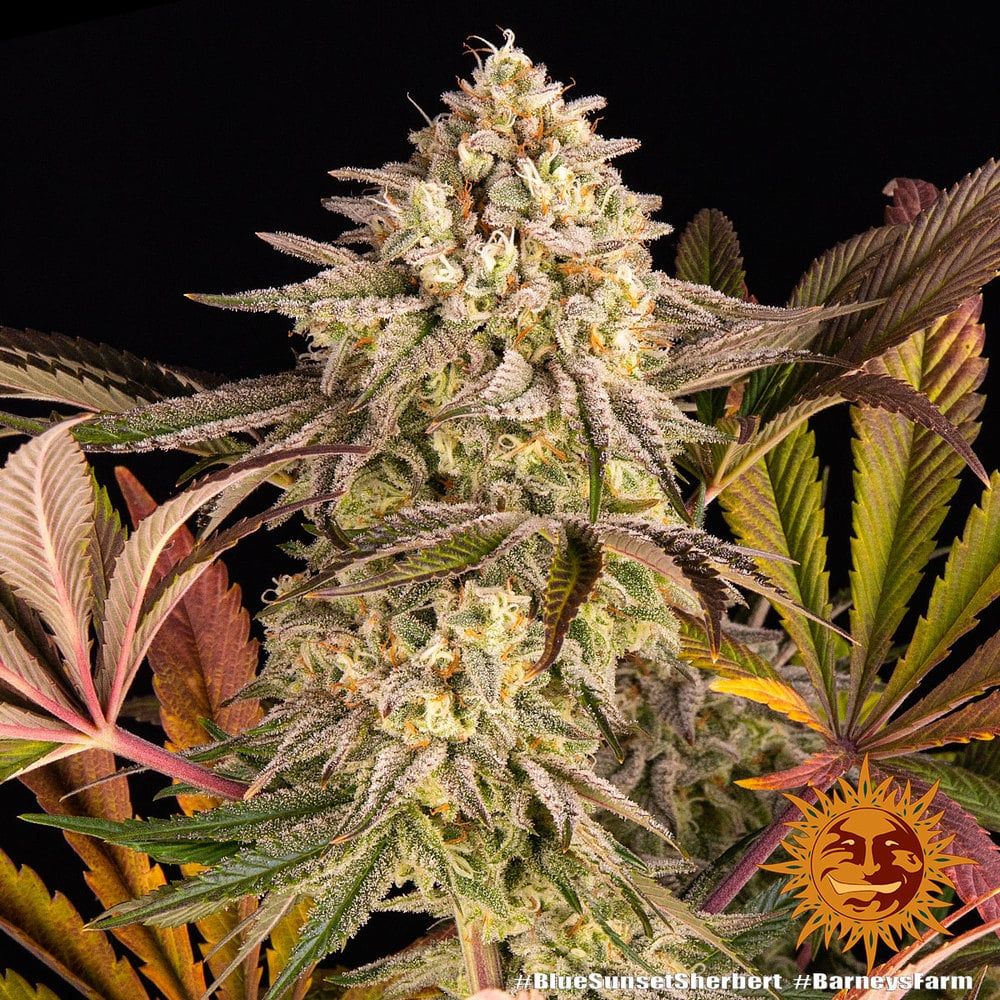Blue sunset sherbet 100% barney’s farm seeds Foto Blue sunset sherbet 100% barney’s farm seeds