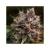 Foto Blueberry regular dutch passion