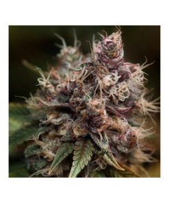 Foto Blueberry regular dutch passion