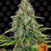 Foto Blueberry cheese auto barney’s farm seeds