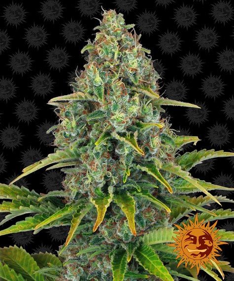 Blueberry cheese auto barney’s farm seeds Foto Blueberry cheese auto barney’s farm seeds