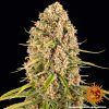 Foto Blueberry cheese 100% barney’s farm seeds