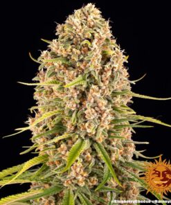 Foto Blueberry cheese 100% barney’s farm seeds