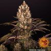 Foto Blueberry og barney's farm seeds