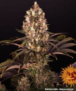 Foto Blueberry og barney's farm seeds