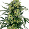 Foto Blueberry zkittlez auto sensi seeds