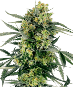 Foto Blueberry zkittlez auto sensi seeds