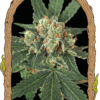 Foto Blue monkey 100% exotic seed