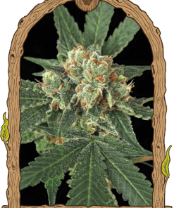 Foto Blue monkey 100% exotic seed