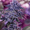 Foto Blue rhino positronics