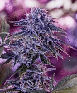 Foto Blue rhino positronics
