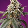 Foto Bruce Banner Auto