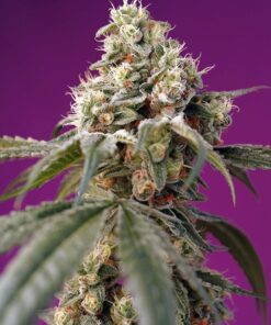 Foto Bruce Banner Auto