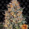 Foto Bubba kush 100% barneys farm
