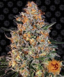 Foto Bubba kush 100% barneys farm