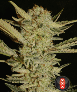 bubble gum