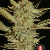 Foto Bubble gum serious seeds (6 unidades)