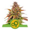Foto Bubble kush auto royal queen seeds