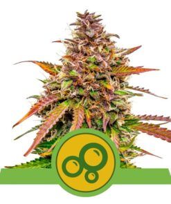 Foto Bubble kush auto royal queen seeds