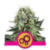 Foto Bubble kush 100% royal queen seeds