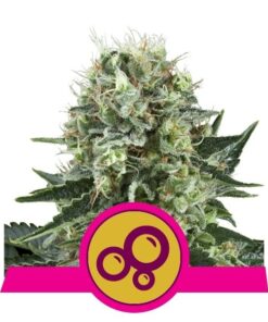 Foto Bubble kush 100% royal queen seeds