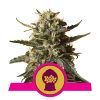 Foto Bubble gum xl 100% royal queen seeds